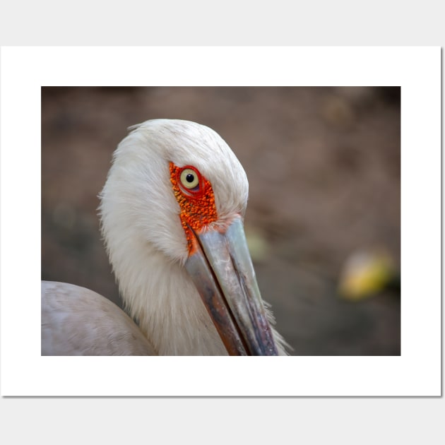 The eye of a maguari stork tropical bird photography Wall Art by Ornamentum